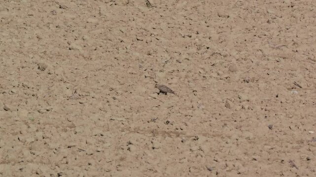 Feldlerche (Alauda arvensis) auf Ackerfl&auml;che