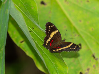 Gebänderter Schmetterling, tropisch