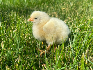 baby chicken in grass