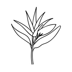 bird of paradise flower icon, bird of paradise flower line art - simple line art of bird of paradise flower, perfect for bird of paradise flower logos and icons