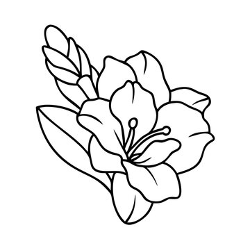 black and white freesia flower drawing clip art preview