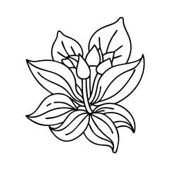 hosta flower icon, hosta flower line art - simple line art of hosta flower, perfect for hosta flower logos and icons