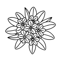 ixora flower icon, ixora flower line art - simple line art of ixora flower, perfect for ixora flower logos and icons