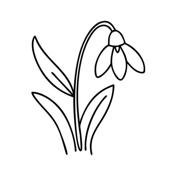 recommend clip art: snowdrop flower icon, snowdrop flower line art - simple line art of snowdrop flower, perfect for snowdrop flower logos and icons