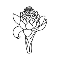 torch ginger flower icon, torch ginger flower line art - simple line art of torch ginger flower, perfect for torch ginger flower logos and icons
