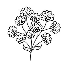 yarrow flower icon, yarrow flower line art - simple line art of yarrow flower, perfect for yarrow flower logos and icons