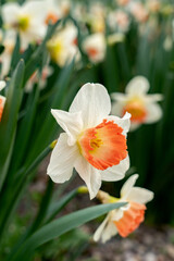 Fototapeta premium Close-up of daffodils in spring against a blurred background. Daffodils in the garden in full bloom.