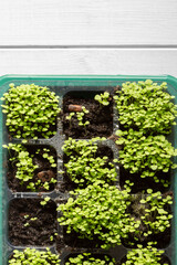 Foxglove seedlings growing in green plastic seed tray top view. On a white wood background