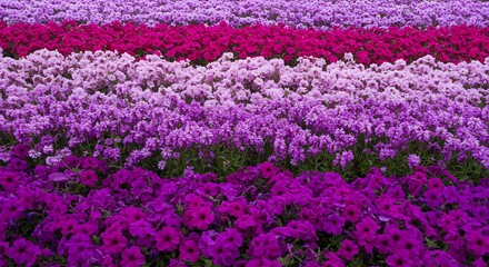 Fototapeta premium Purple Haze at Dawn AI Generated