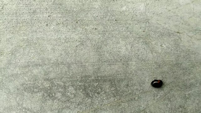 Blackish Red Bug Crawling on the Concrete Surface.