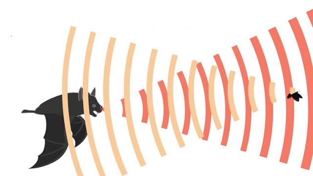 Bat echolocation animation. Bio sonar. Butterfly, insect, fly navigate. Reflected sound waves. Echo. Audio source from speaker hitting an obstacle, prey, returning. Animal navigation. Video footage