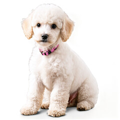 Obraz premium Poodle puppy isolated on transparent background