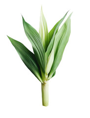 Obraz premium A ripe ear of corn with soft green leaves still attached isolated on a white background