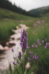 A simple purple lavender sprig isolated on a white background