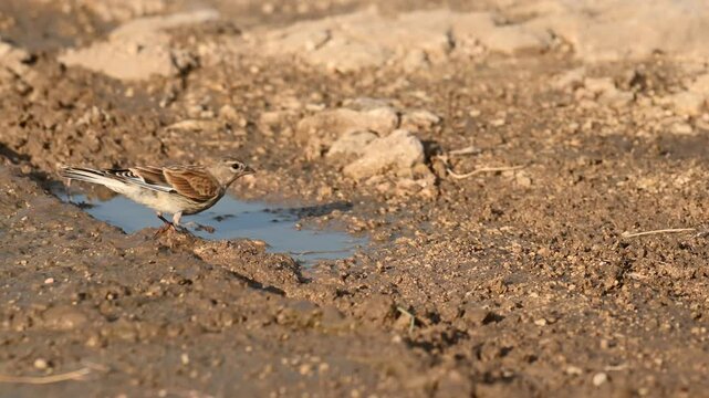 Common Linnet (Linaria cannabina) Drinking Water from a Puddle in the Wild. Slow motion.
