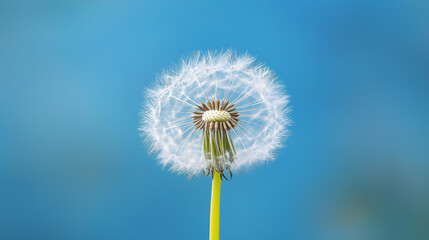Obraz premium A close-up of a dandelion seed head, with some seeds blowing away in the wind