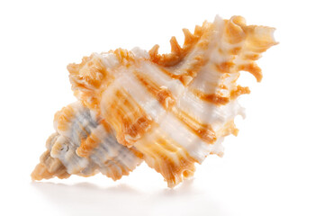 White and orange rare sea shell from the genus Chicoreus, a member of the Muricidae family (Murex snails) isolated on white.