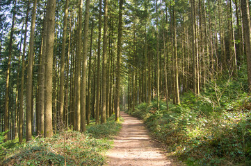 Frühling im Schwarzwald bei Biederbach