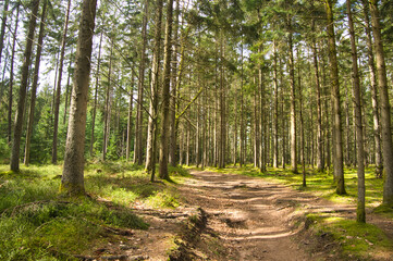 Frühling im Schwarzwald bei Biederbach