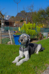 Bask in sunny delight with this charming poodle relaxing on a lush green pasture, soaking in warm sunlight and exuding pure outdoor bliss.