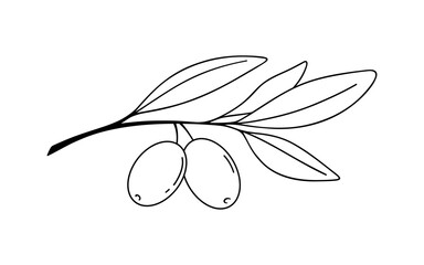 Olive branch with leaves isolated on a white background, graphic black and white line illustration, vector. Contour simple botanical drawing sketch of fruit, food for decoration, label, cosmetology