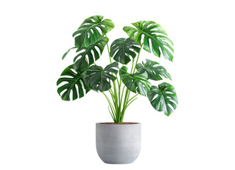 Fototapeta premium Tropical monstera plant