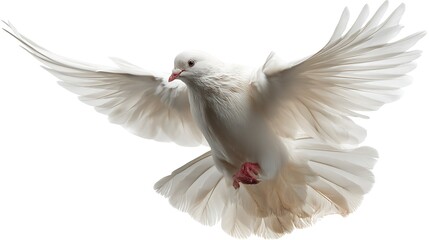 Obraz premium White dove lifting off on white backdrop 