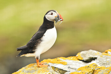 Atlantic puffin fratercula arctica bird rain water in pond wetland wading shorebirds waders young nature wildlife cute darling, beautiful animal, lovely animal, ornithology, fauna wildlife Europe