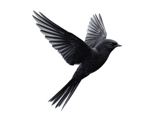Fototapeta premium Swift bird in flight mode