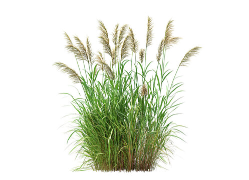 Switchgrass crop