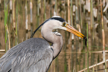 Heron with newt