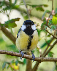  Great Tit Looking at viewer