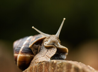 A Roman snail (Helix pomatia), a large land snail, moves slowly across a surface. The snail's muscular foot, visible beneath its body, leaves a glistening trail as it moves.
