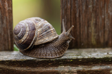 A Roman snail (Helix pomatia), a large land snail, moves slowly across a surface. The snail's...