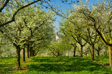 Ebersweier in der Ortenau zur Kirschblüte