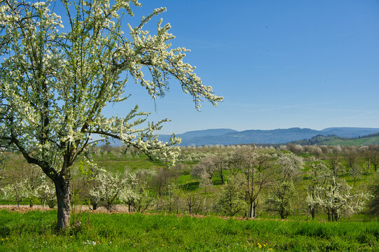 Kirschbl&uuml;te bei Ebersweier im Renchtal