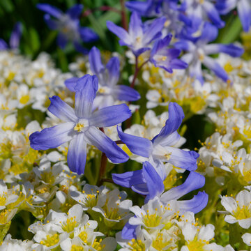 Chionodoxa