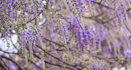 Blurred background with branches of lilac wisteria in early spring