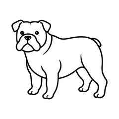 english bulldog puppy