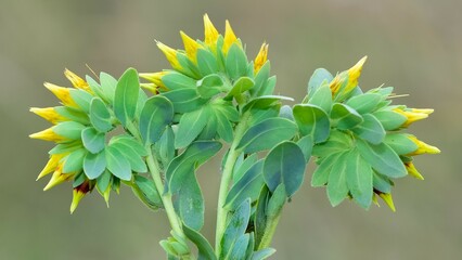 Images of wild plants and flowers. healing flower photos.