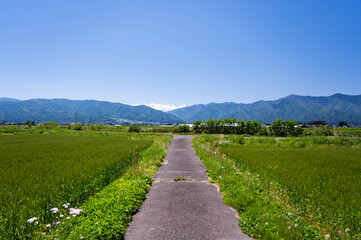さわやかな新緑の安曇野