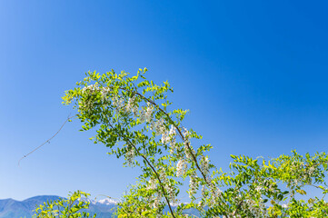青空とニセアカシアの花