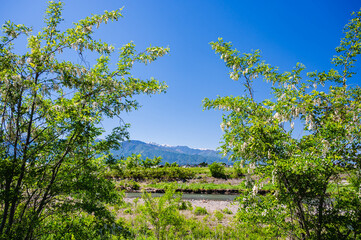 ニセアカシアの花咲く安曇野　