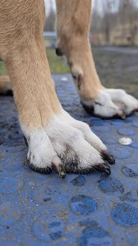 Close up of dirty dog paws after walking in rainy weather. Vertical video showing pet hygiene concept, daily care routines. paws in park cute pet