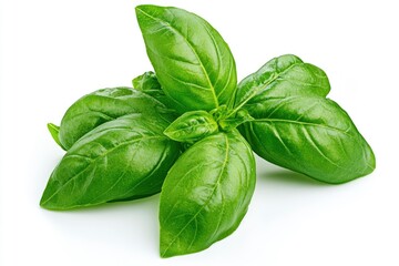 Fototapeta premium Fresh Basil Leaves Isolated on White Background for Culinary Use