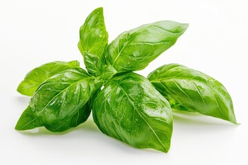 Fresh Basil Leaves Close-up on White Background for Cooking and Herbs