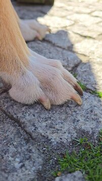 Close-up of a dog paw resting on cobblestone pavement. A detailed look at the pet's foot, nails, and texture of the street surface. pet paws on park path