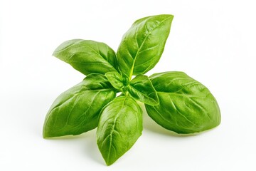 Fototapeta premium Fresh Basil Leaves Close Up on White Background Culinary Ingredient
