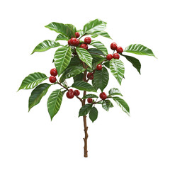 3D Coffee Plant with Dark Green Leaves and Red Berries Isolated on Transparent Background