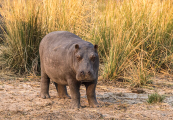 Baby Rhino with Straw on the Nose in front of yellow Reed, Sambesi Stripe, Namibia